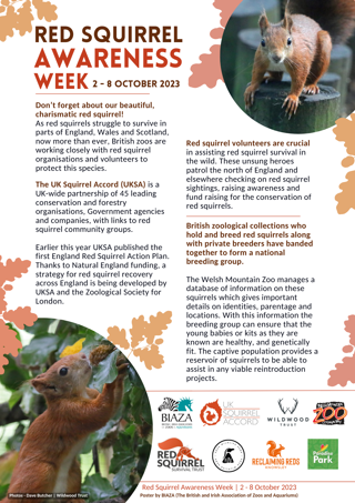 Red Squirrel Awareness Week poster 2023