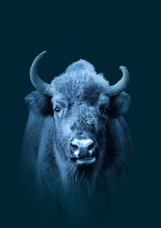 Bison