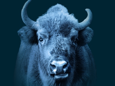 Bison