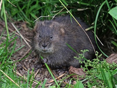 Water Vole Ecology