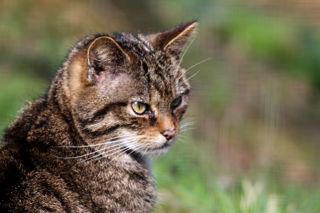 Wildcat Profile