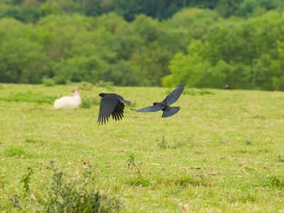 Freeflying Chough 03