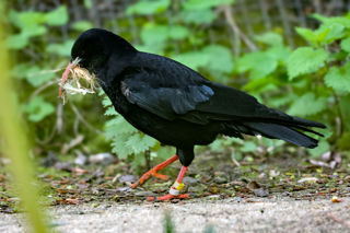 Chough Nest Building Credit Dave Butcher