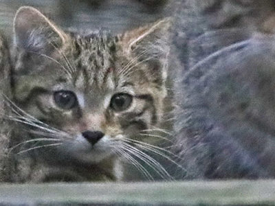 Wildcat Kitten And Mum Banner 2500X1500