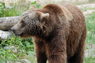 Bear Experience 1200X1200