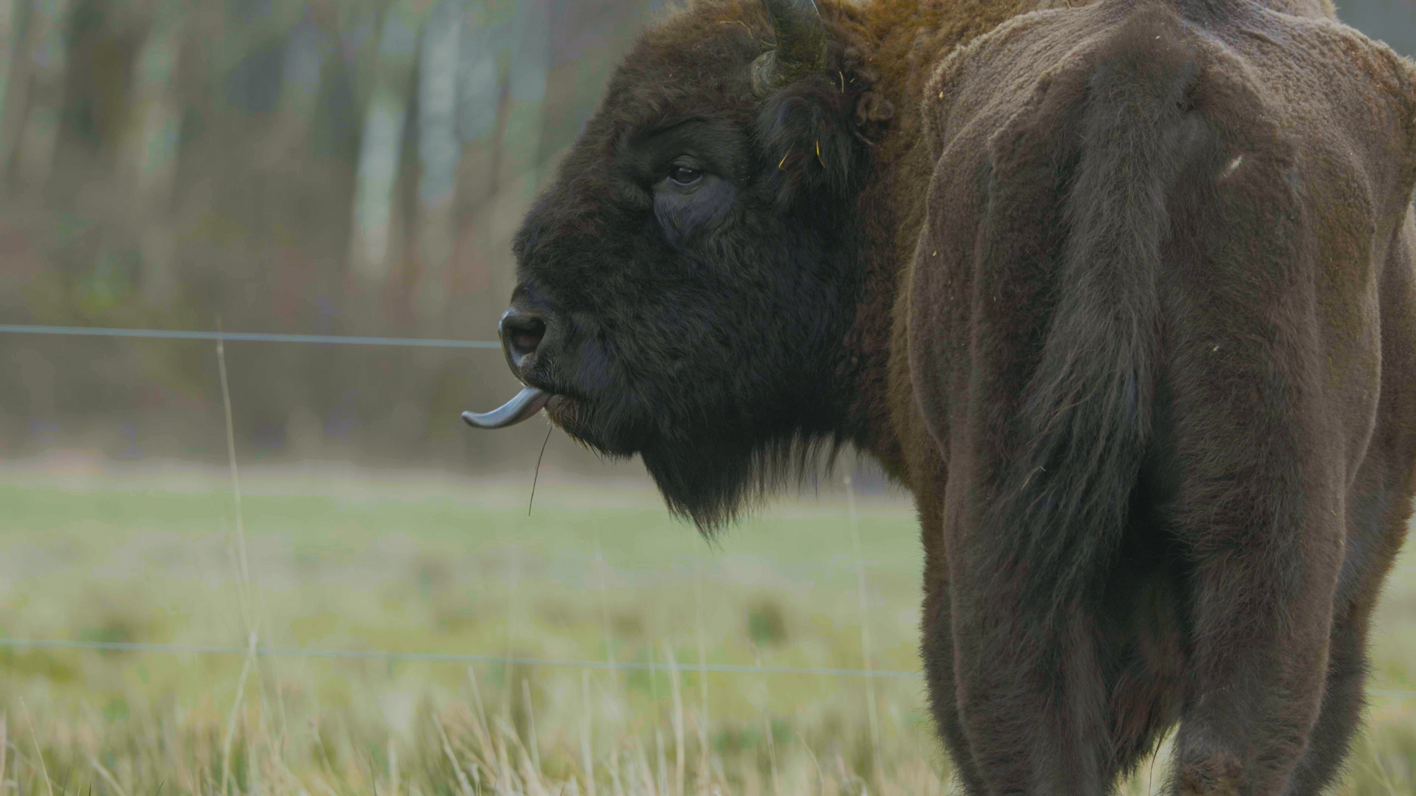 CASTLETOWN BISON CREDIT VICTORIA WARD 2 (2)
