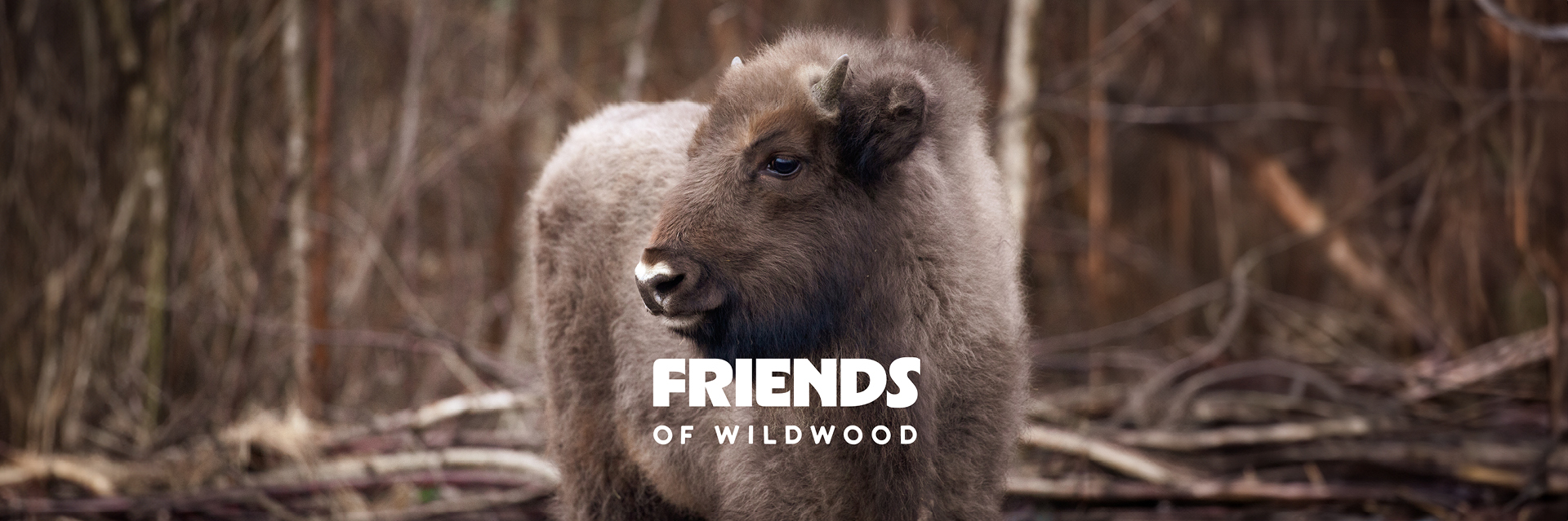 Friends Of Wildwood Web Banner