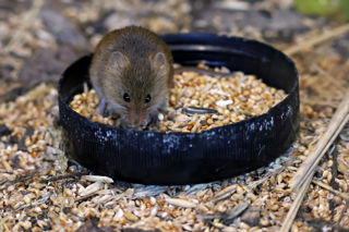 Harvest Mouse Bowl