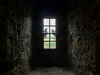 Chough Edit @Colin Wiltshire