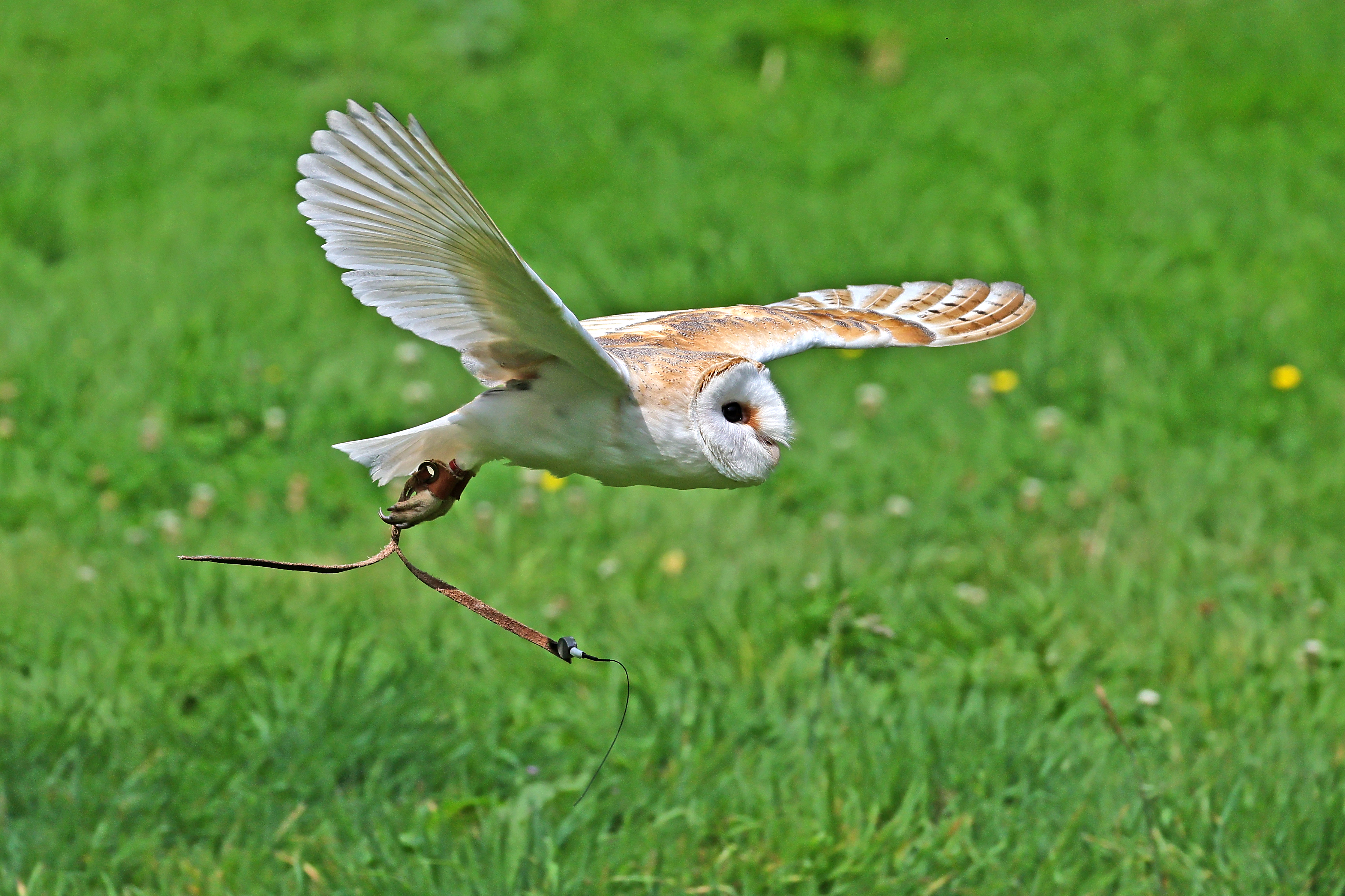 2024.08.01 Flyingbird3