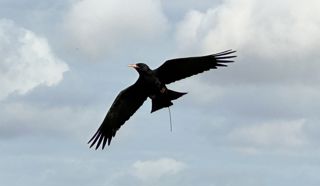 Choughflying