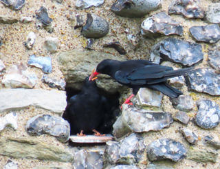 Chough Chick Feed At Dover Castle Credit Liz Corry Wildwood Trust