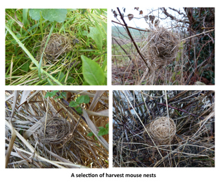 Harvest Mouse Nests
