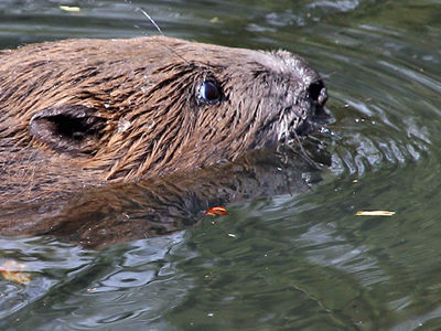 Beaver Banner 2500X1500