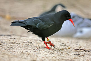 2024.03.14 Chough.2