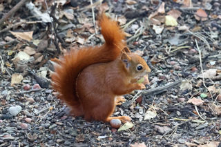Red Squirrel Ground