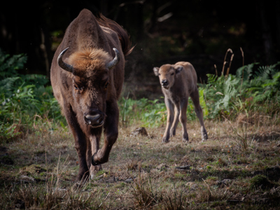 F2 Bison Calf 2 Aug2024 (Donovan Wright)