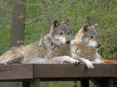 Wolf X 2