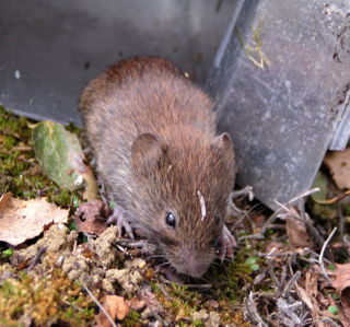 Bank Vole3 Bryan Bullenpp Cr