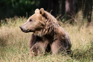 2024.08.13 Bear2