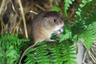 Harvest Mouse 1