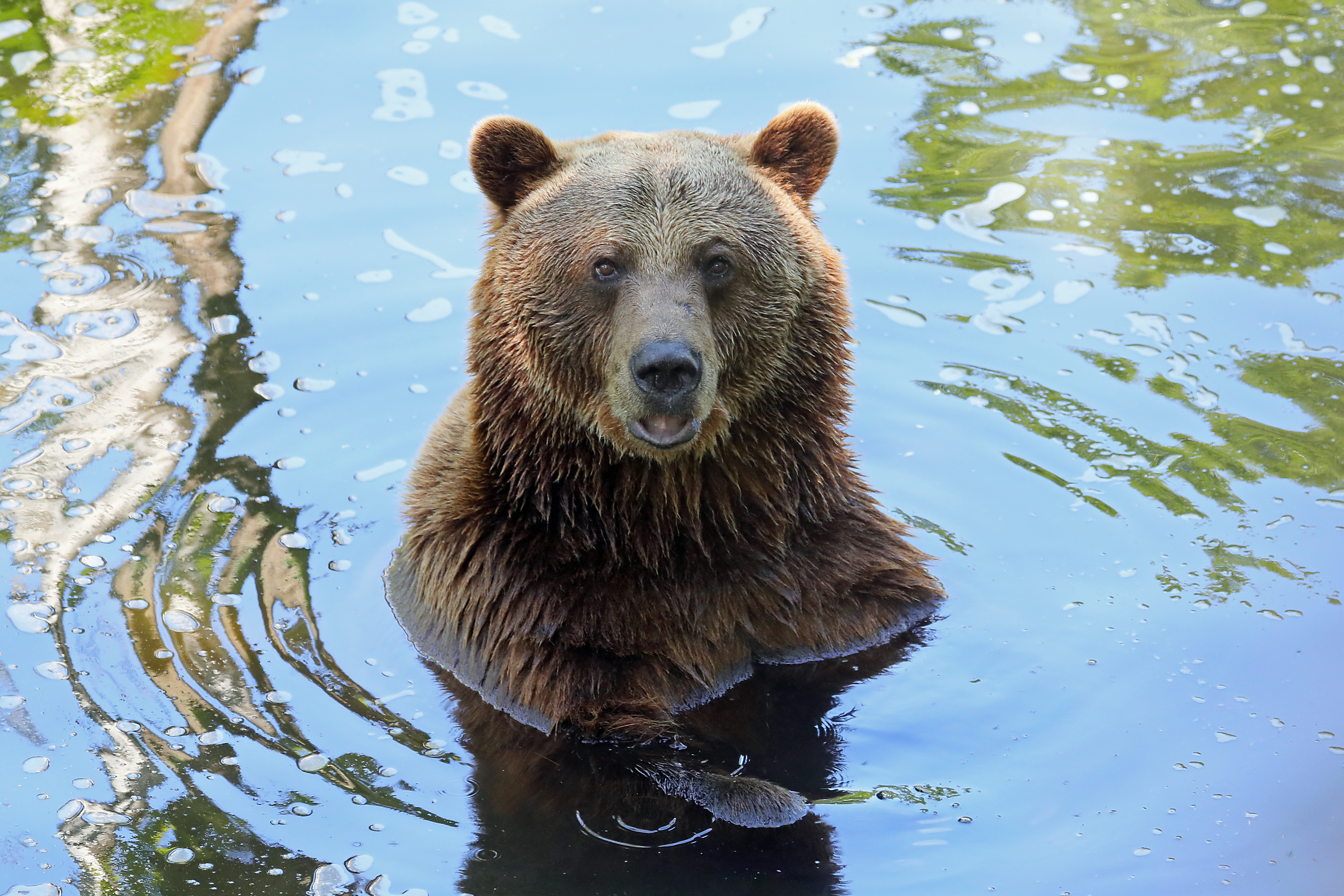 Bear In Water