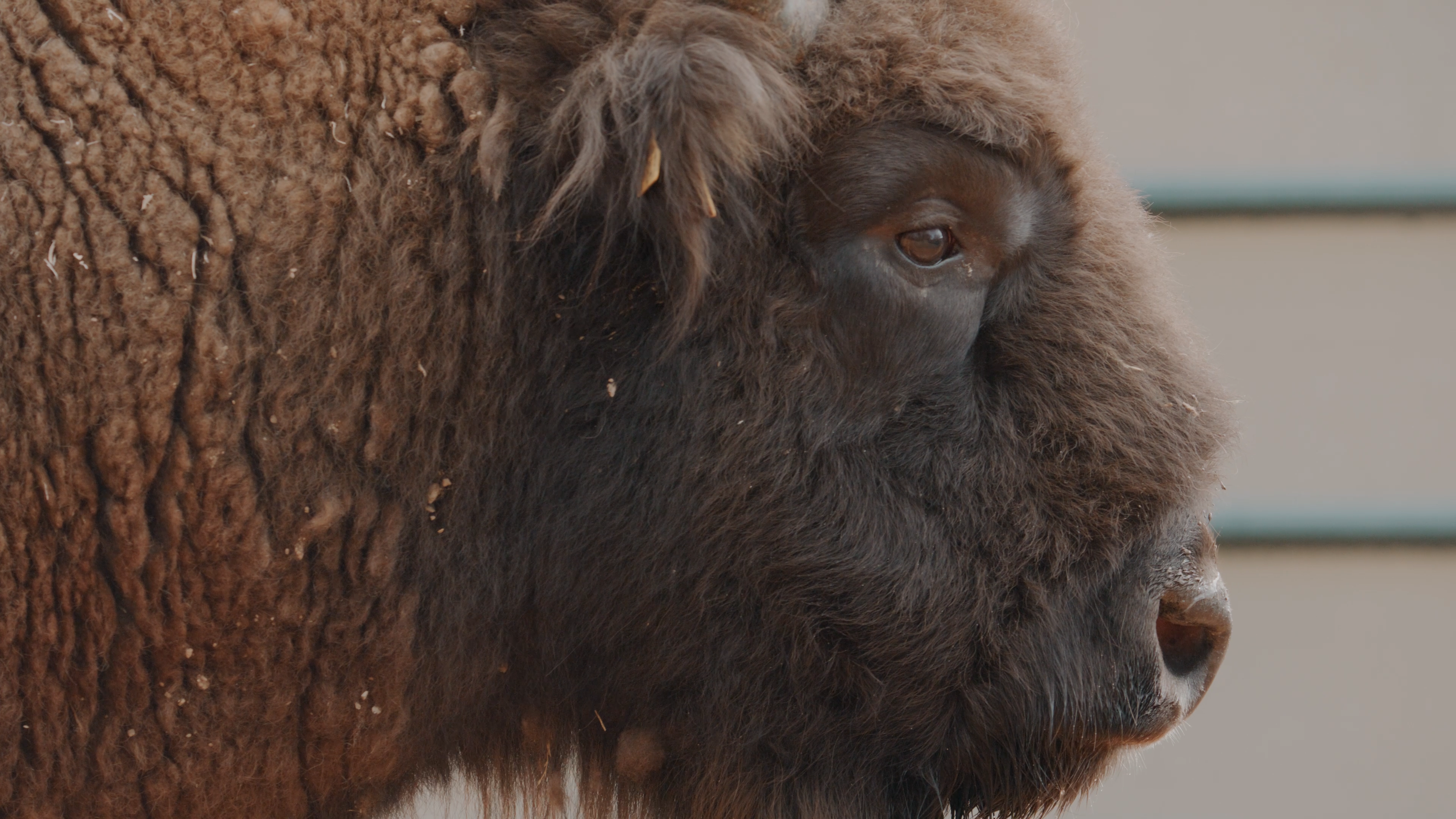 CASTLETOWN BISON Credit Wildwood Trust