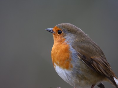 Robin Simon Ginnaw Bird Song