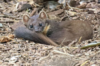 Pine Marten Lying