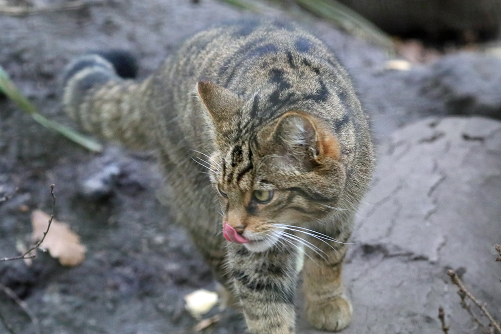 Conservation Spotlight Wildcat2 Web