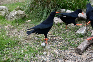 Dover Chough ©️Sally Smith(3)