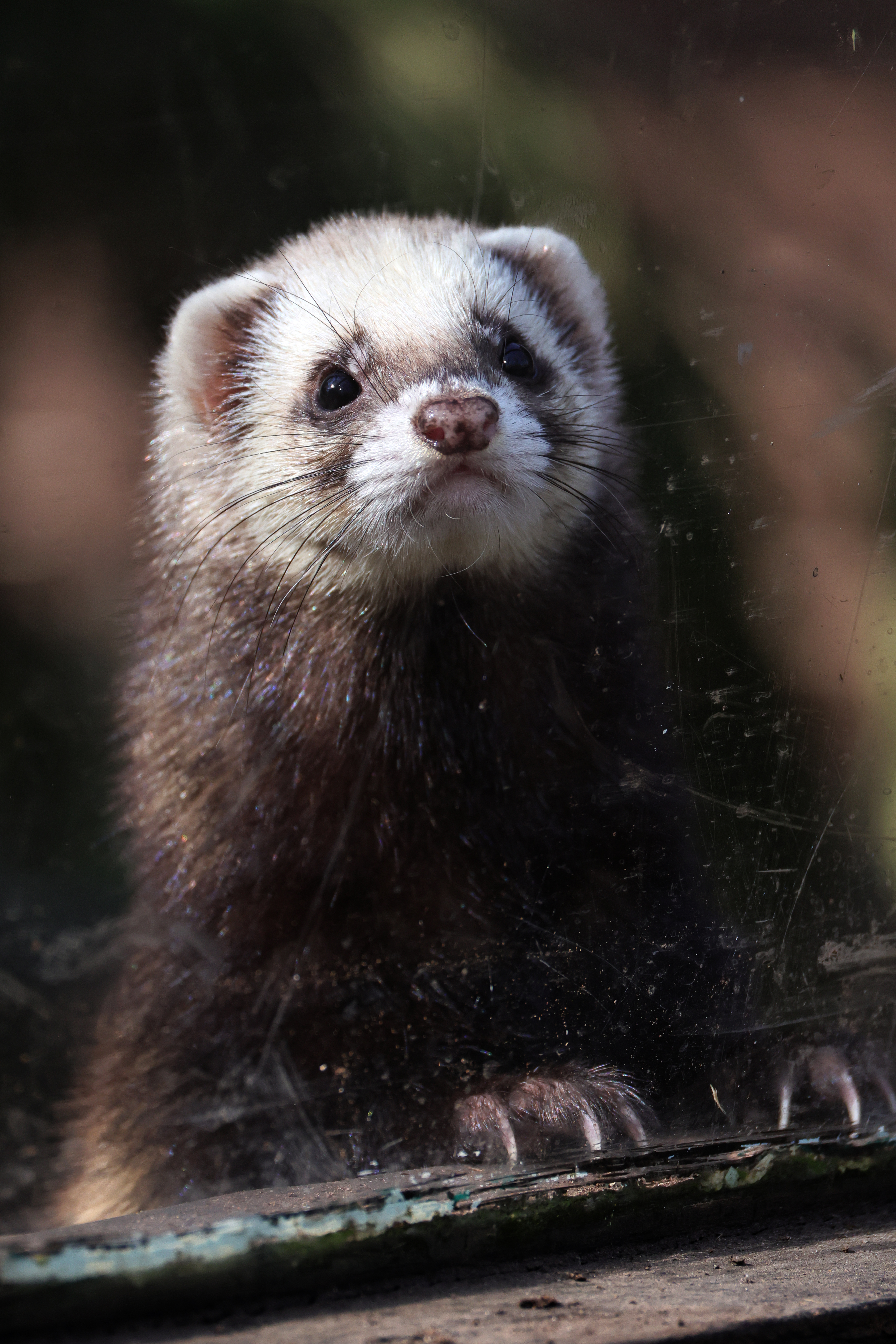 2025.04.12 Polecat4