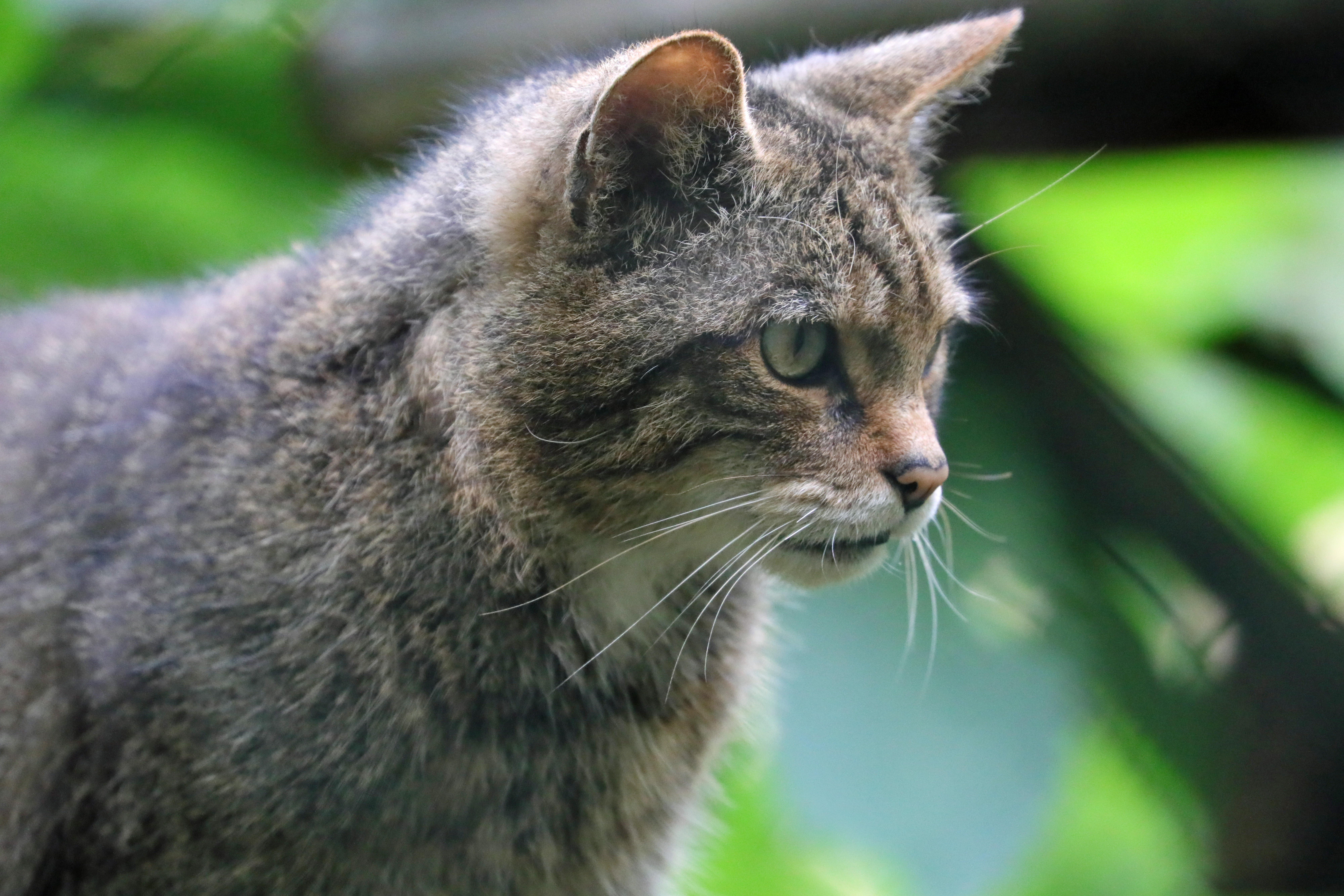 Wildwood Trust Membership