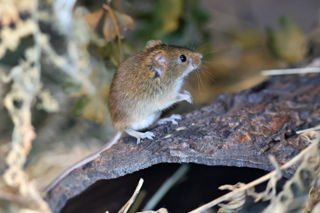 Harvest Mouse Posing
