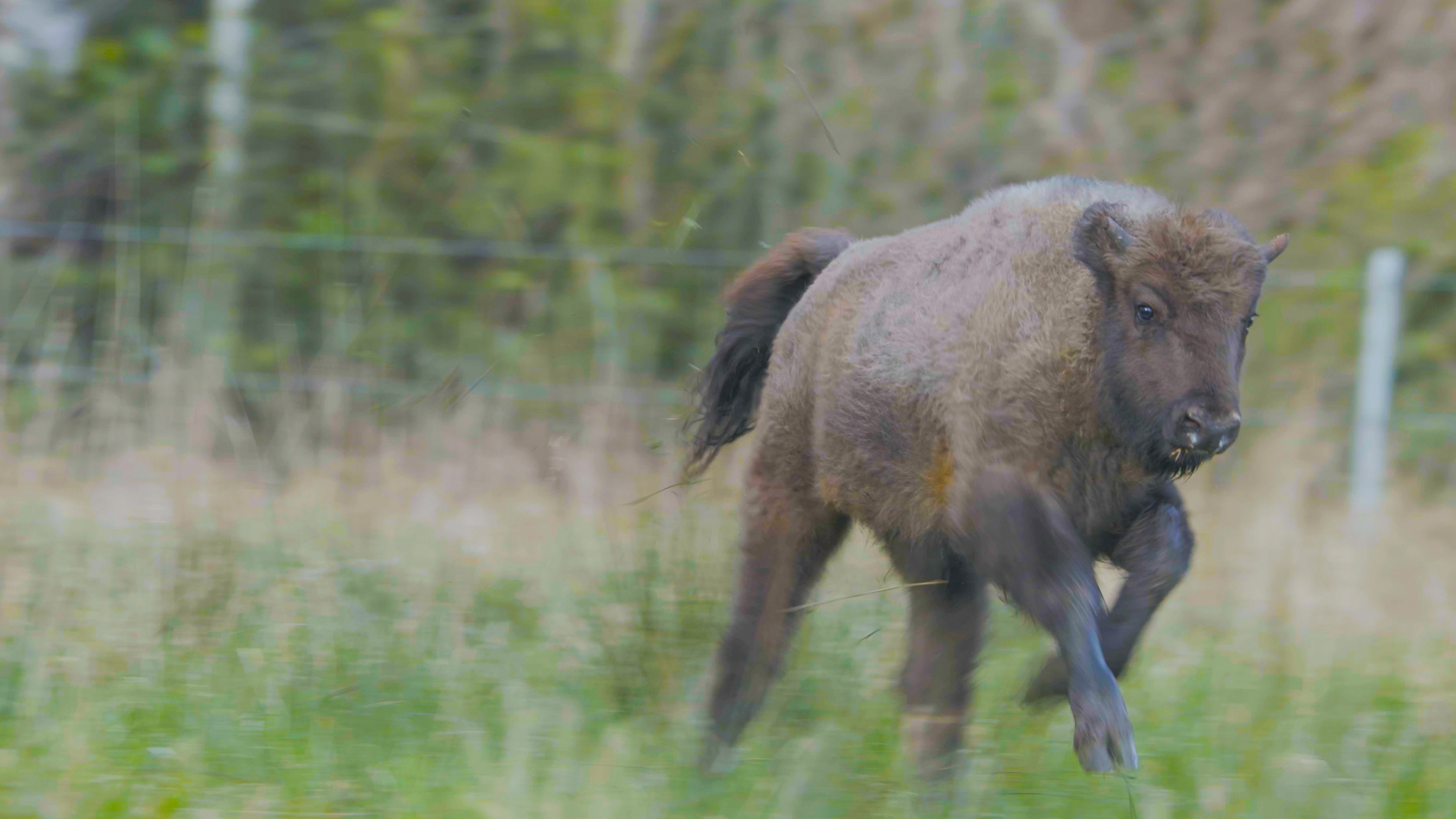 CASTLETOWN BISON CREDIT VICTORIA WARD 1