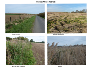 Harvest Mouse Sample Habitats