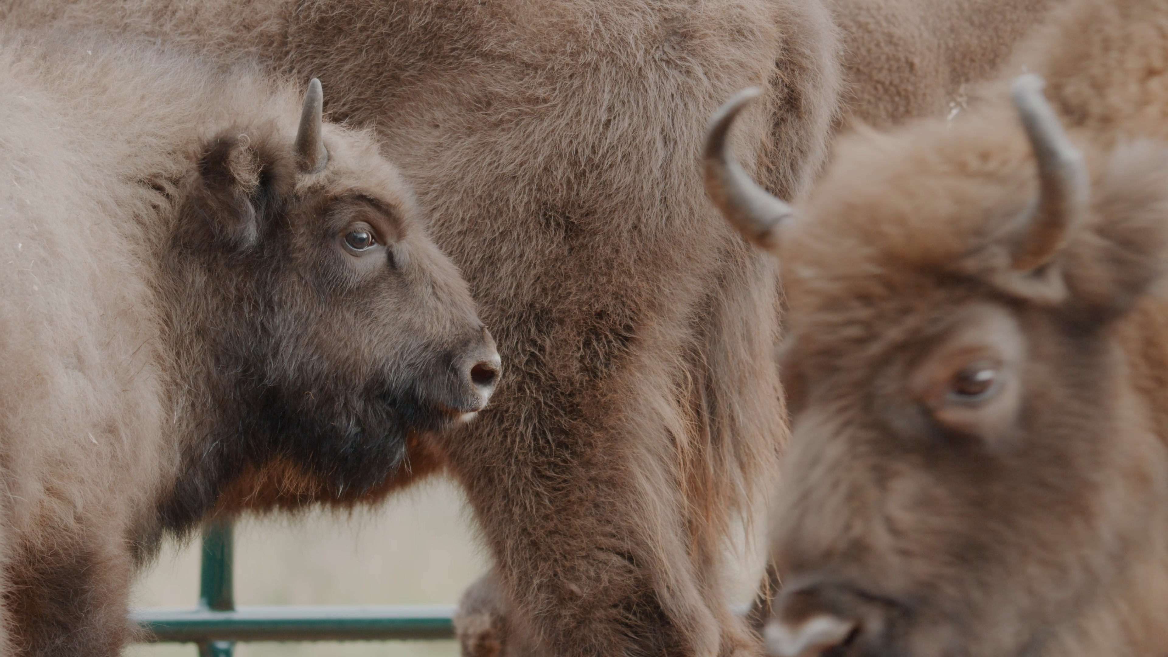 CASTLETOWN BISON Credit Wildwood Trust Giles Pitman (1)