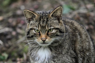 Wildcat Face