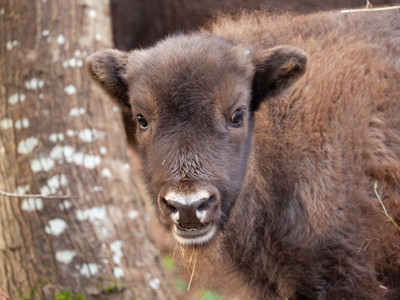 Bison Calf 3 Dec2022 (Donovan Wright)