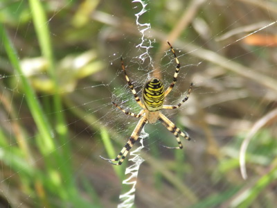 Spider Id