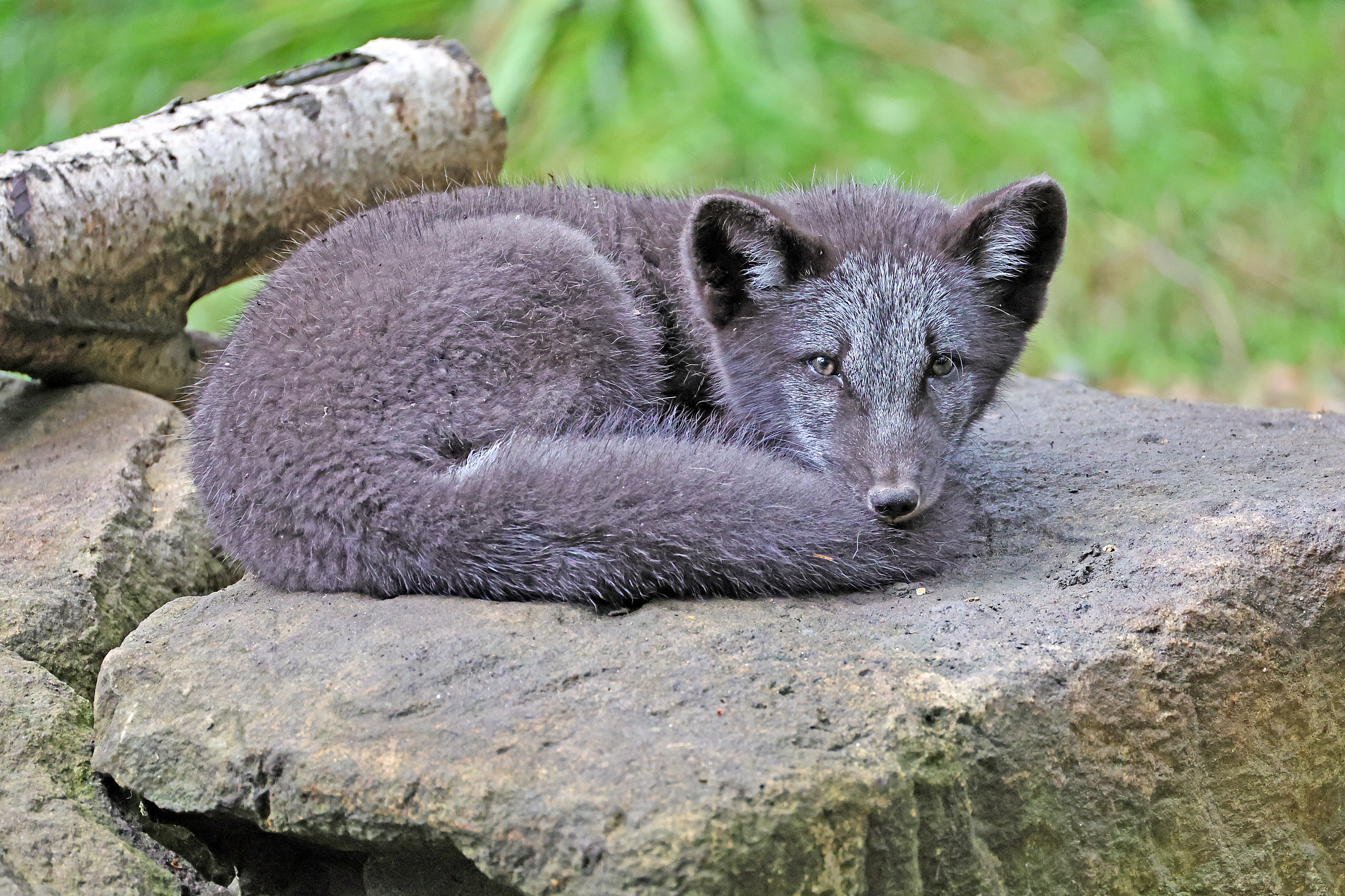 2024.07.25 Arctic Fox