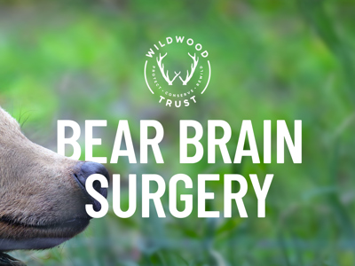 Brain Surgery Web Banner