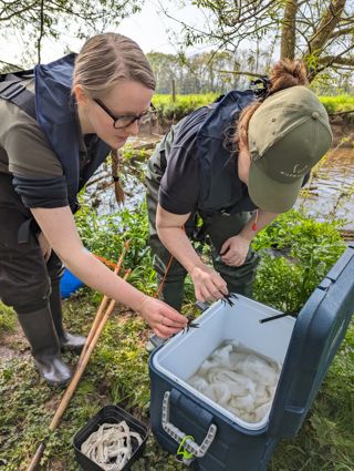 Culm Crayfish Heading To Hatchery