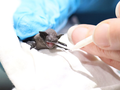 Bat2
