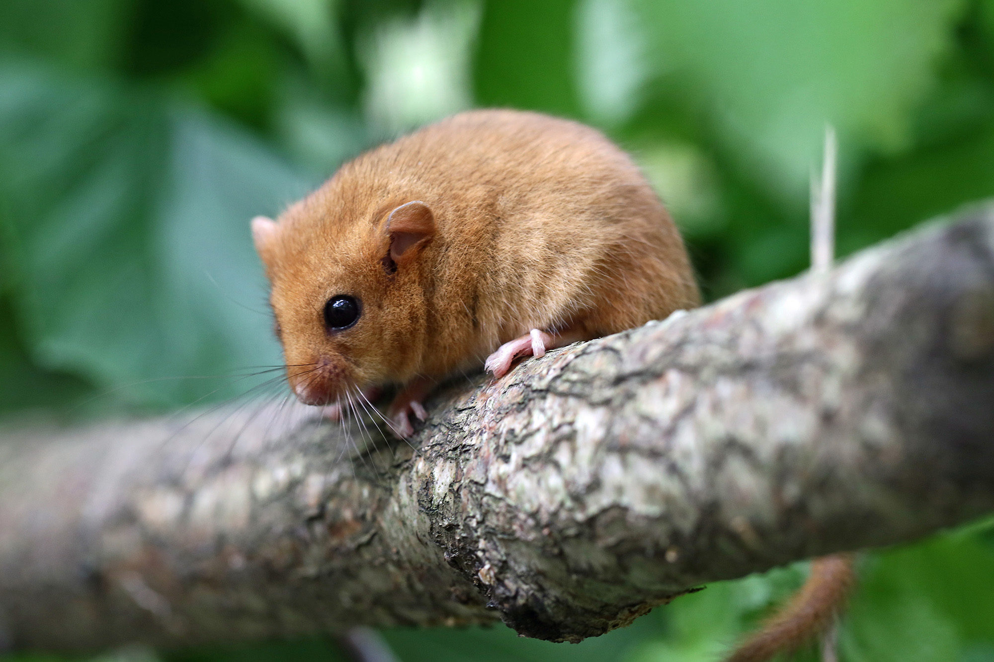 Hazeldormouse1 2500X1500