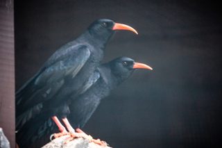 Choughs 1 Min Scaled