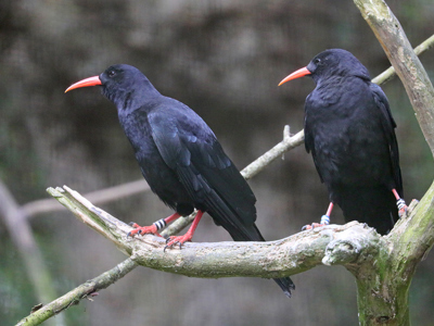 Conservation Spotlight Chough 4 Web