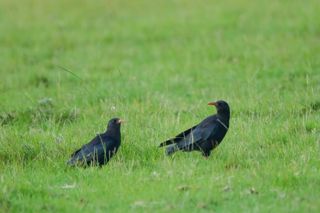 Chough Summer 2024 21 Tim Horton Kent Wildlife Trust