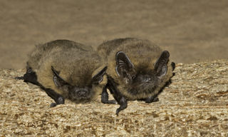 Common Pipistrelles Credit Hugh Clark