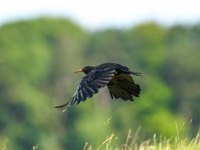 Chough Summer 2024 52 Tim Horton Kent Wildlife Trust